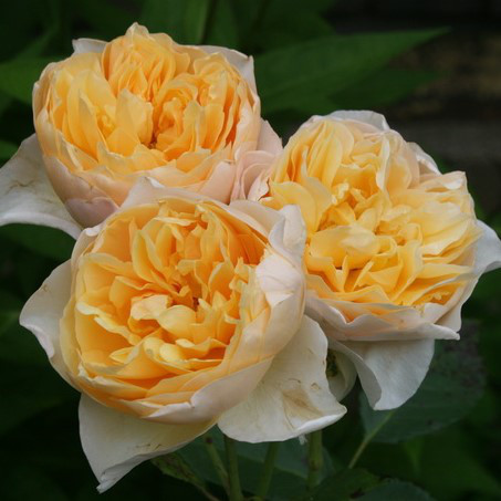 Саджанці плетистої троянди Голден Фліс (Rose Golden Fleece)