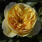Саджанці плетистої троянди Голден Фліс (Rose Golden Fleece), фото 2