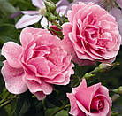 Саджанці плетистої троянди Камелот (Rose Camelot), фото 2