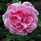 Саджанці плетистої троянди Камелот (Rose Camelot), фото 3