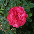 Саджанці плетистої троянди Ореанда (Rose Oreanda), фото 3