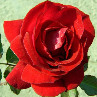 Саджанці плетистої троянди Ред Парфум (Rose Red Parfum)