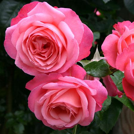 Саджанці плетистої троянди Розанна (Rose Rosanna)