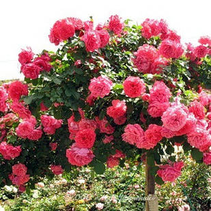 Саджанці плетистої троянди Розаріум Ютерзен (Rose Rosarium Uetersen)