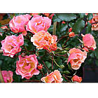 Саджанці ґрунтопокривної троянди Джаз (Rose Jazzz), фото 2