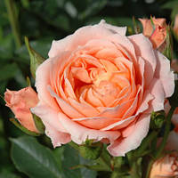 Саженцы розы почвопокровной Свит Дрим (Rose Sweet Dream)