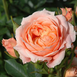 Саджанці ґрунтопокривної троянди Світ Дрім (Rose Sweet Dream)