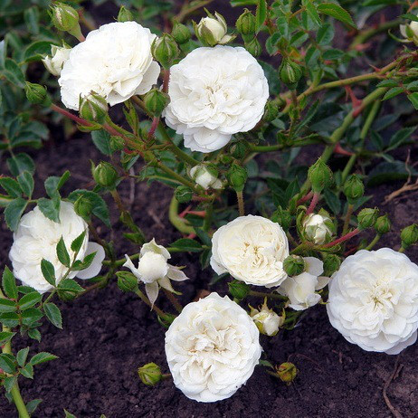 Саджанці ґрунтопокривної троянди Суомі (Rose Swany), фото 1