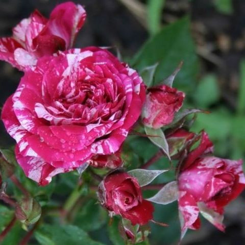 Саджанці троянди флорибунда Арроу Фолієс (Rose Arrow Folies)
