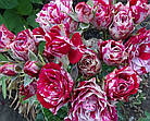 Саджанці троянди флорибунда Арроу Фолієс (Rose Arrow Folies), фото 3