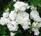 Саджанці троянди флорибунда Аспірин (Rose Aspirin Rose), фото 3