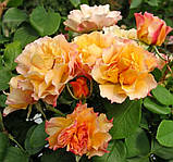 Троянда Текіла. Флорібунда, фото 3