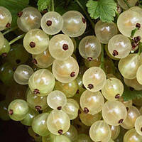 Смородина біла Сніжа саженець 2-х років