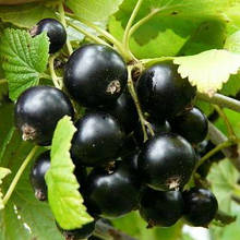 Смородина чорна Софіївська (середньостигла)