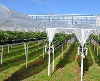 Плівка для вирощування ранньої полуниці KRITIFIL® 2495.XL (Греція)