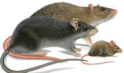 Кошти від мишей і щурів
