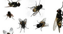 Кошти від мух і молі і комарів