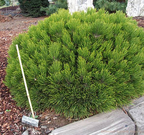 Сосна білора бонійська Шміфта (Pinus leucodermis Schmidtii) С5, фото 2