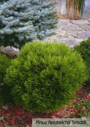 Сосна білора бонійська Шміфта (Pinus leucodermis Schmidtii) С5, фото 2