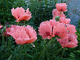 Мак багаторічний Pink Ruffles, фото 3