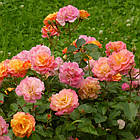 Саджанці троянди флорибунда Бордюр Камайо (Rose Bordure Camaieu), фото 2
