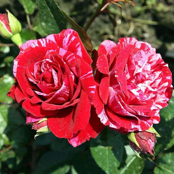 Саджанці троянди флорибунда Діп Імпрешн (Rose Deep Impression)