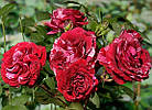 Саджанці троянди флорибунда Діп Імпрешн (Rose Deep Impression), фото 2