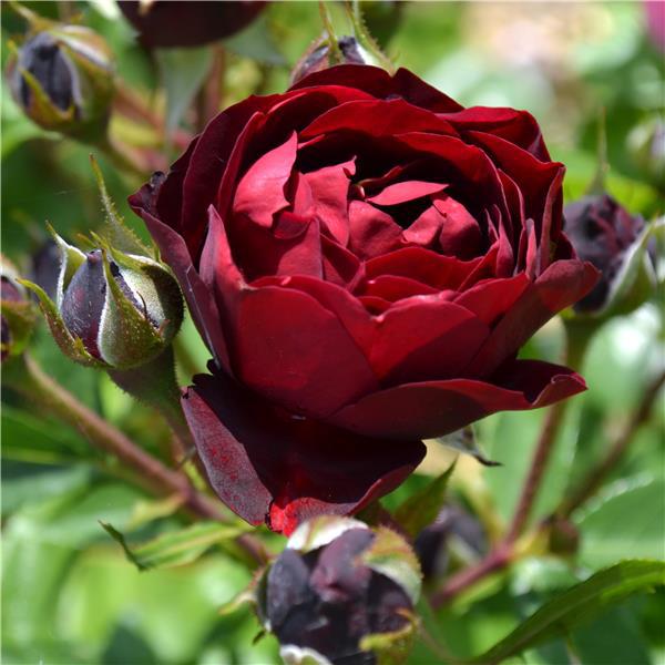 Саженцы розы флорибунда Маликорн (Rose Malicorne) - фото 1 - id-p643649023