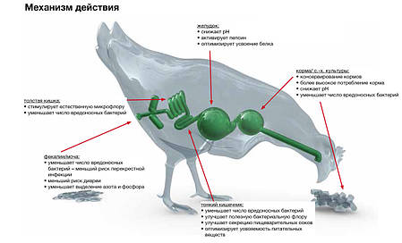 Натуральний стимулятор росту, підкислювач Formi NDF, фото 2