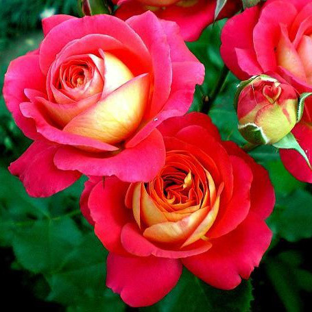 Саджанці троянди флорибунда Мідсаммер (Rose Midsummer)