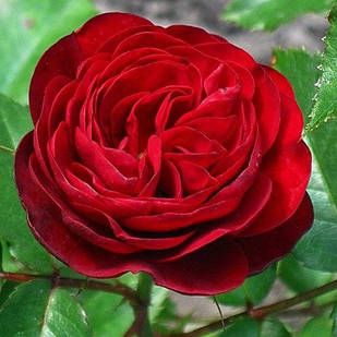 Саджанці троянди флорибунда Торнадо (Rose Tornado)