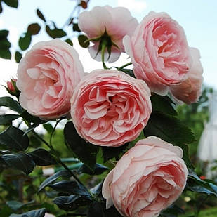 Саджанці троянди флорибунда Ханс Гоневейн Роуз (Rose Hans Gonewein Rose)
