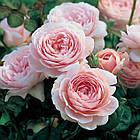 Саджанці троянди флорибунда Ханс Гоневейн Роуз (Rose Hans Gonewein Rose), фото 2