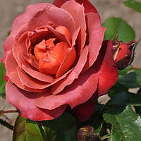 Саженцы розы флорибунда Хот Кокао (Rose Hot Cocoa)