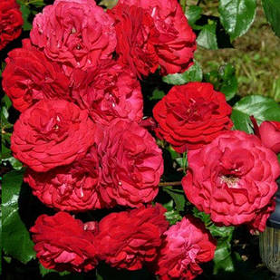 Саджанці троянди флорибунда Европеана (Rose Europeana)