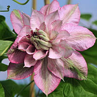 Клематис Innocent Clance (Іносент Глянс) махровий