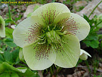 Морозник Кавказский (Helleborus caucasicus) саженец 2-3год