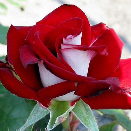 Саджанці чайно-гібридної троянди Альянс (Rose Alliance)