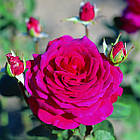 Саджанці чайно-гібридної троянди Біг Перпл (Rose Big Purple), фото 2