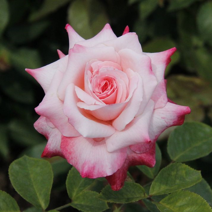 Саджанці чайно-гібридної троянди Біг Епл (Rose Big Apple)