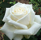 Саджанці чайно-гібридної троянди Боїнг (Rose Boeing), фото 2