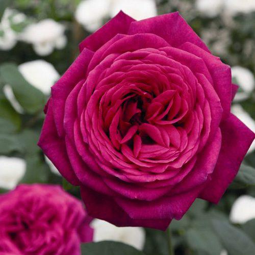 Саженцы чайно-гибридной розы Иоганн Вольфганг фон Гете (Rose Johann Wolfgang von Goethe) - фото 1 - id-p643824390