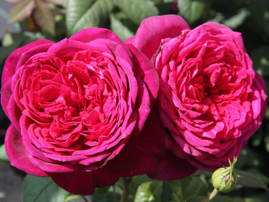 Саженцы чайно-гибридной розы Иоганн Вольфганг фон Гете (Rose Johann Wolfgang von Goethe) - фото 2 - id-p643824390