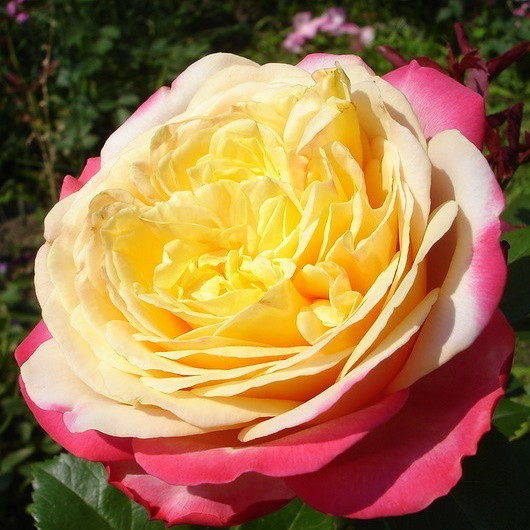 Саджанці чайно-гібридної троянди Ювілей Кордеса (Rose Kordes' Jubilee), фото 1