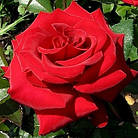 Саджанці чайно-гібридної троянди Червона Магія (Rose Red Magic), фото 3