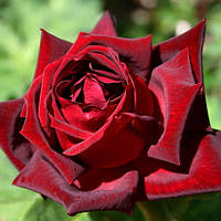 Саженцы чайно-гибридной розы Папа Меян (Rose Papa Meilland)