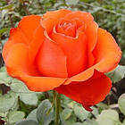 Саджанці чайно-гібридної троянди Стар 2000 (Rose Star 2000), фото 3