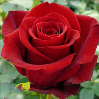 Саженцы чайно-гибридной розы Фридом (Rose Freedom) - фото 1 - id-p643974373