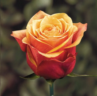 Саджанці чайно-гібридної троянди Черрі-Бренді (Rose Cherry Brandy), фото 1