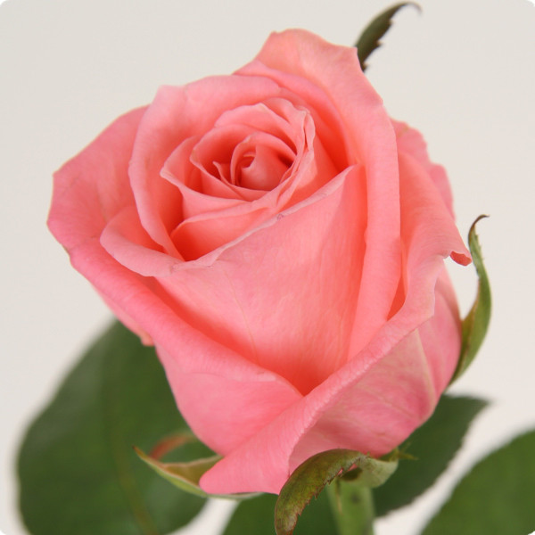 Саджанці чайно-гібридної троянди Карина (Rose Carina)